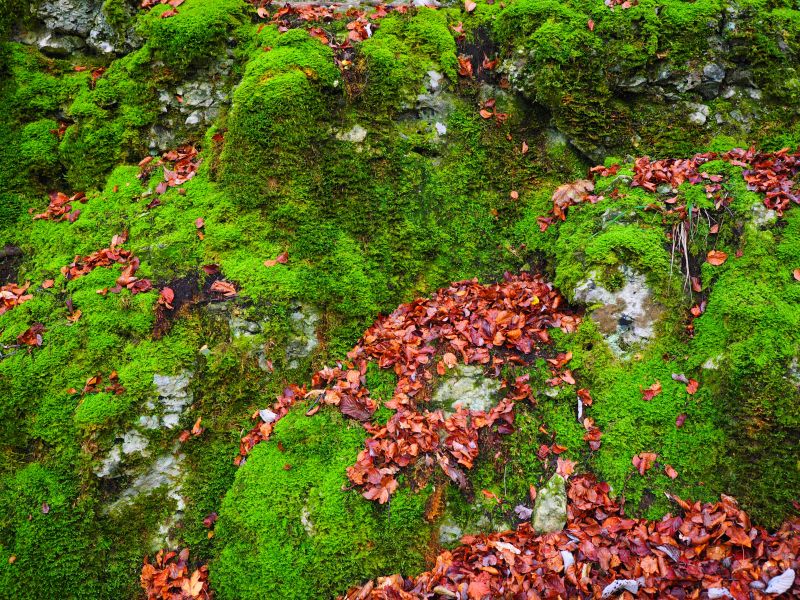 岩石上密布的苔藓与枯树叶