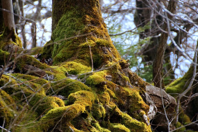 树桩表面苔藓