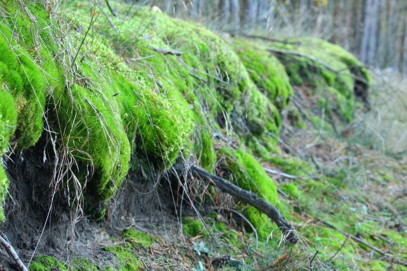 森林地面的苔藓