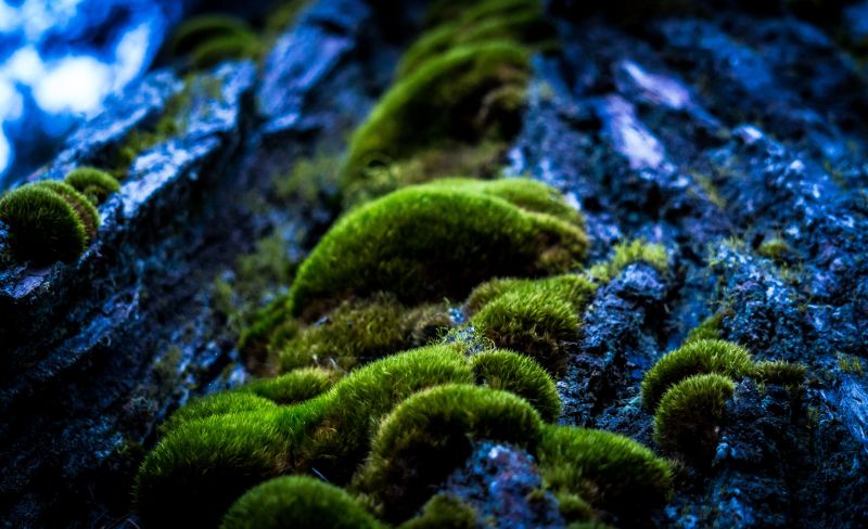 树干表面的苔藓