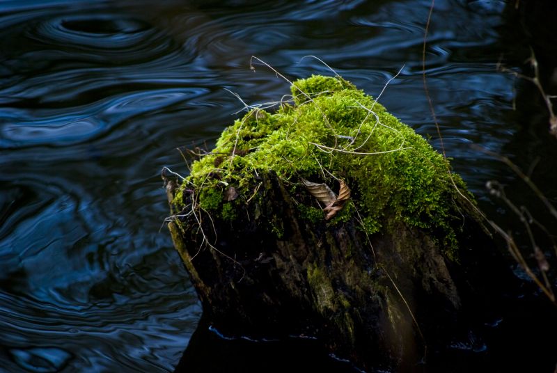 水中木头上的苔藓