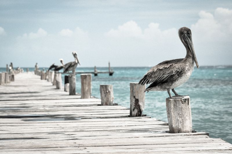 停在海边木制码头上休息的鸟