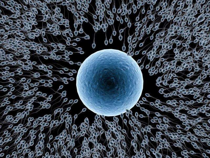 蓝色卵子周围包围着一群精子细胞