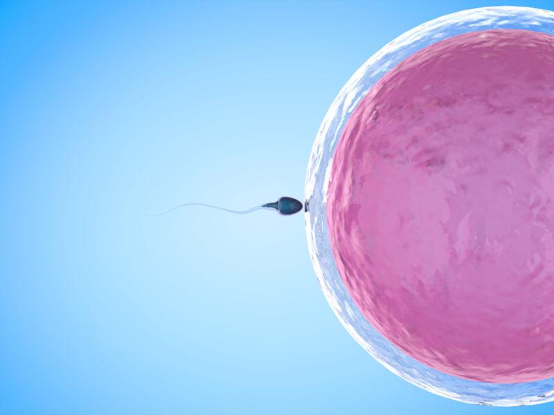 一条冲向粉色卵子的精子