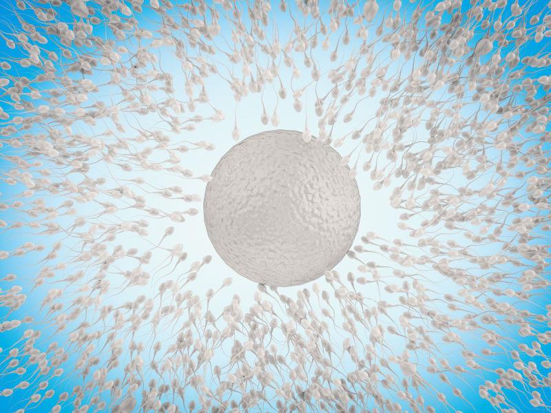 白色卵子周围密密麻麻的精子细胞群