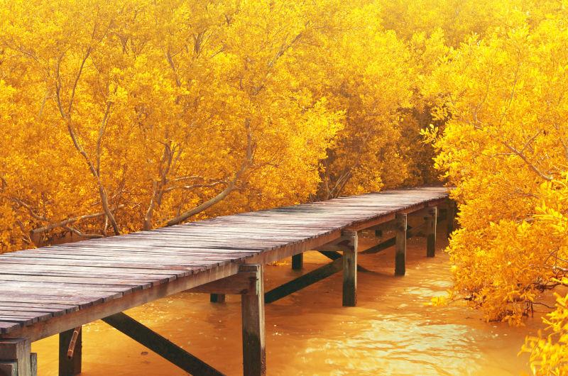 秋天黄色树林里小河上的木制桥梁