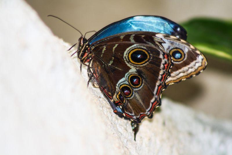 一只蓝棕色的猫头鹰蝴蝶