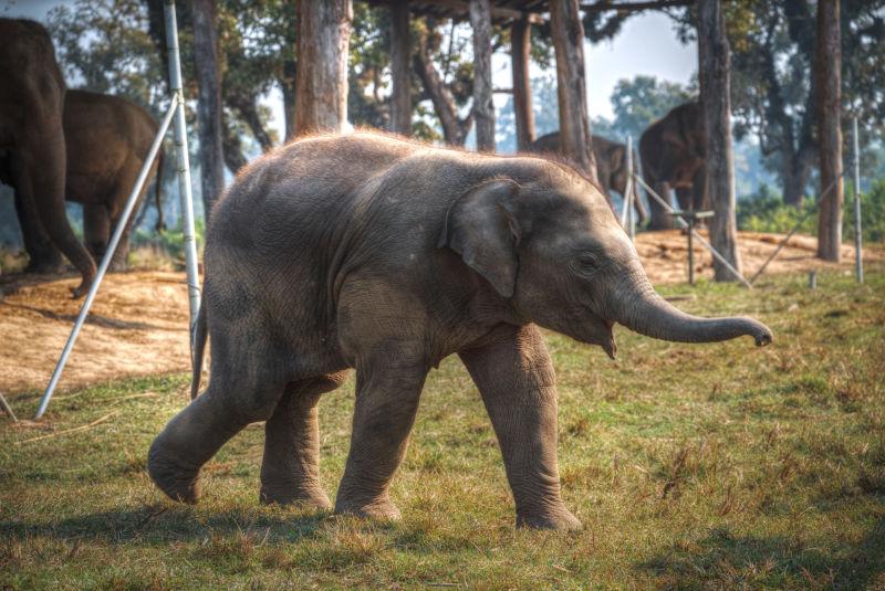 尼泊尔丛林中的大象