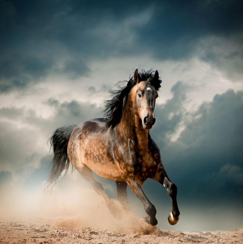 尘土中奔驰的马匹