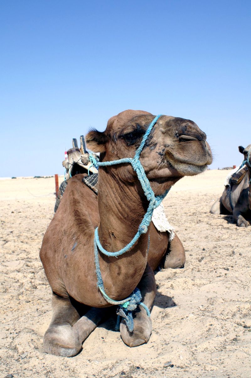 跪在沙漠上的骆驼