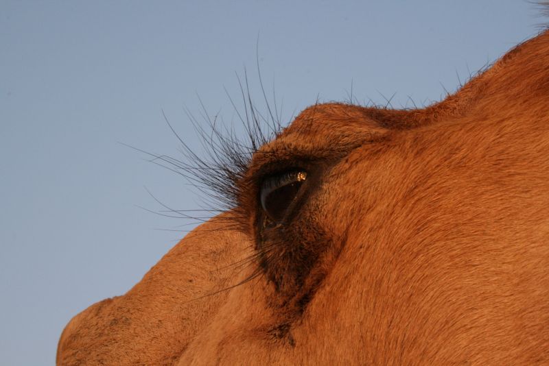 骆驼的眼睛