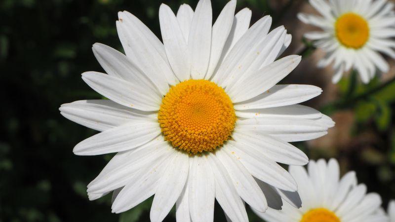 黑色背景上的一朵盛开的白色雏菊花
