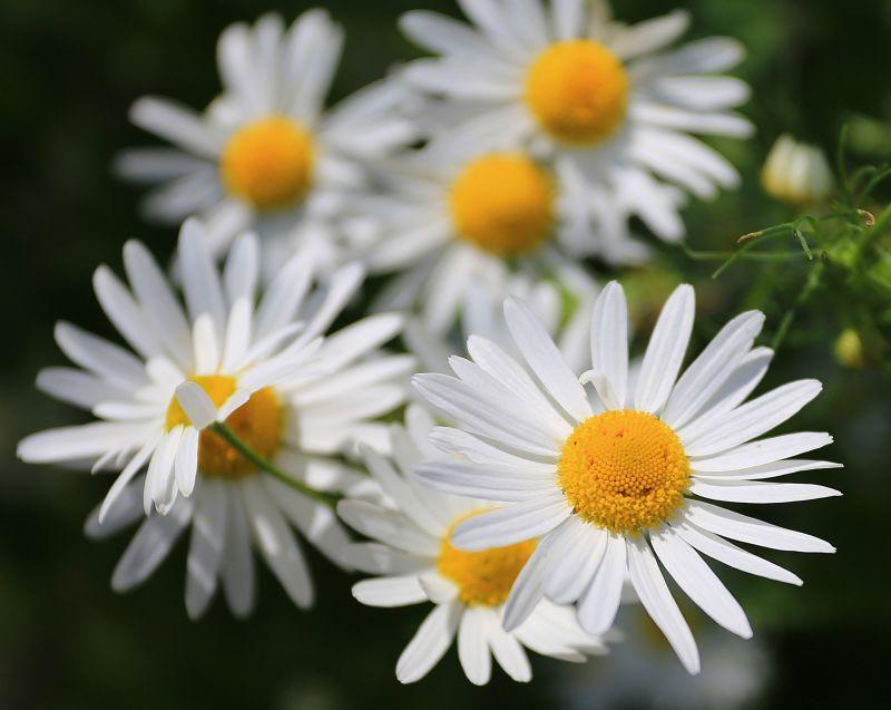 野外背景下盛开的白色雏菊花朵