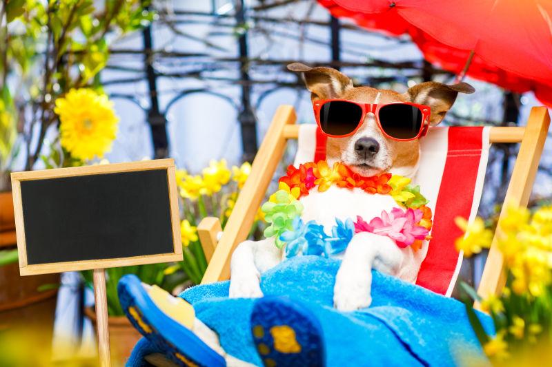 狗狗带着墨镜在躺椅上度假