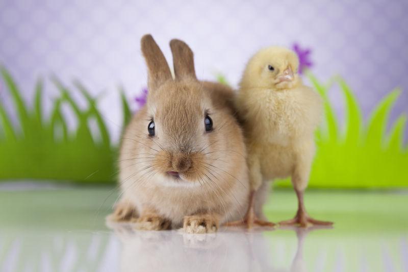 可爱的兔子和小鸡