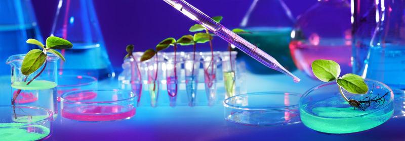 蓝色背景下的生物技术和转基因植物实验室里的器皿