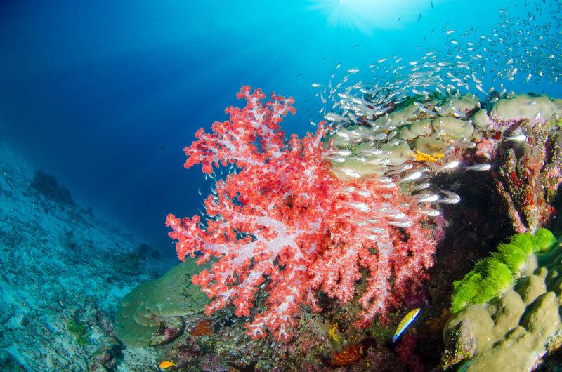 珊瑚和热带鱼美丽的海底世界