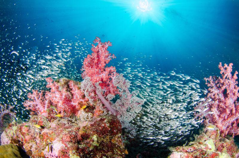 美丽的海底世界的鱼群和珊瑚