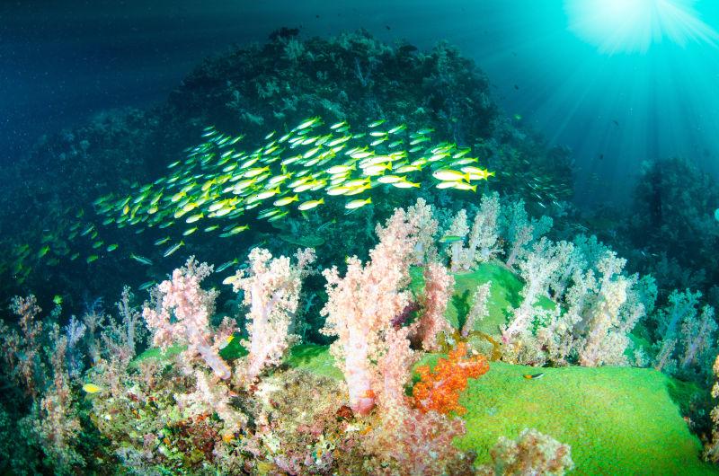 神奇美丽的海底世界珊瑚和鱼群