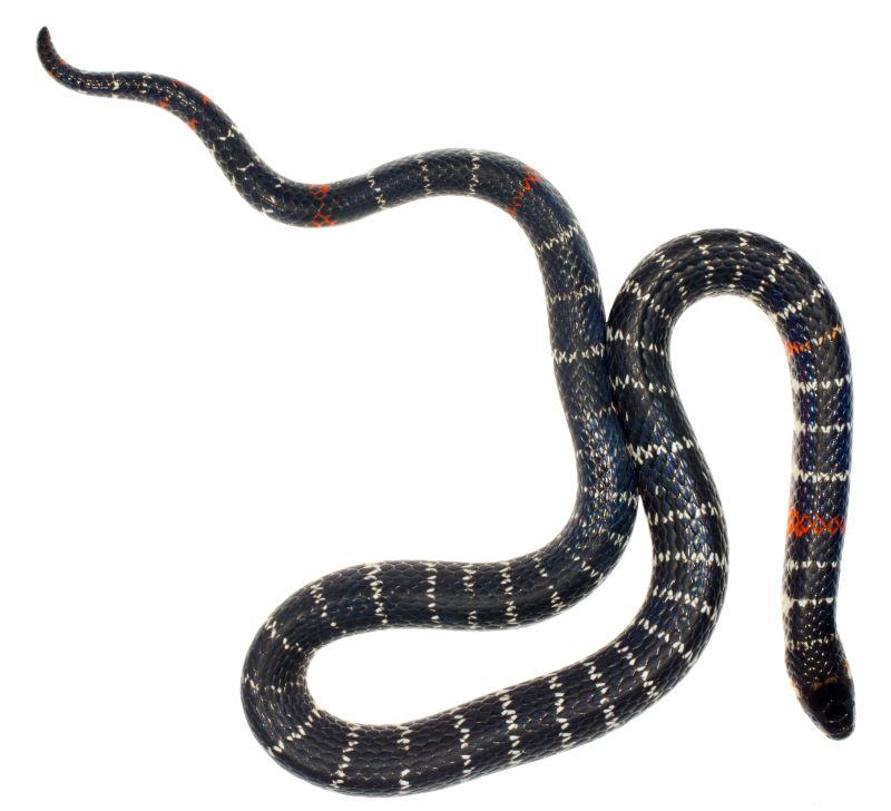 白色背景上的黑尾毒蛇