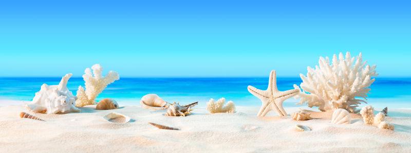 美丽海滩上的海星贝壳