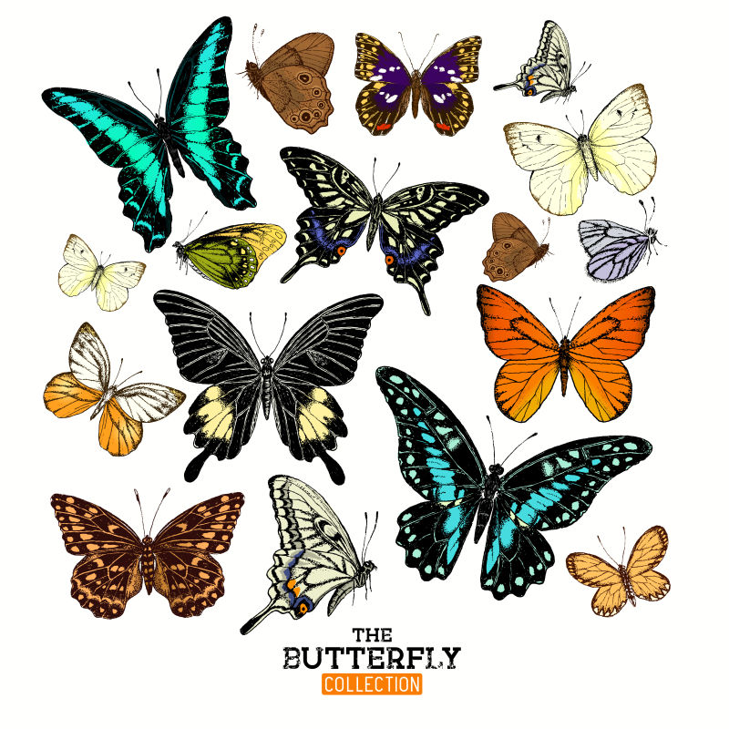 创意矢量美丽的蝴蝶插图合集