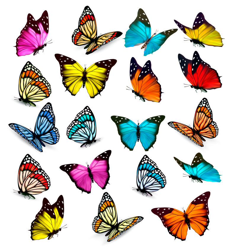 矢量各种彩色蝴蝶插图