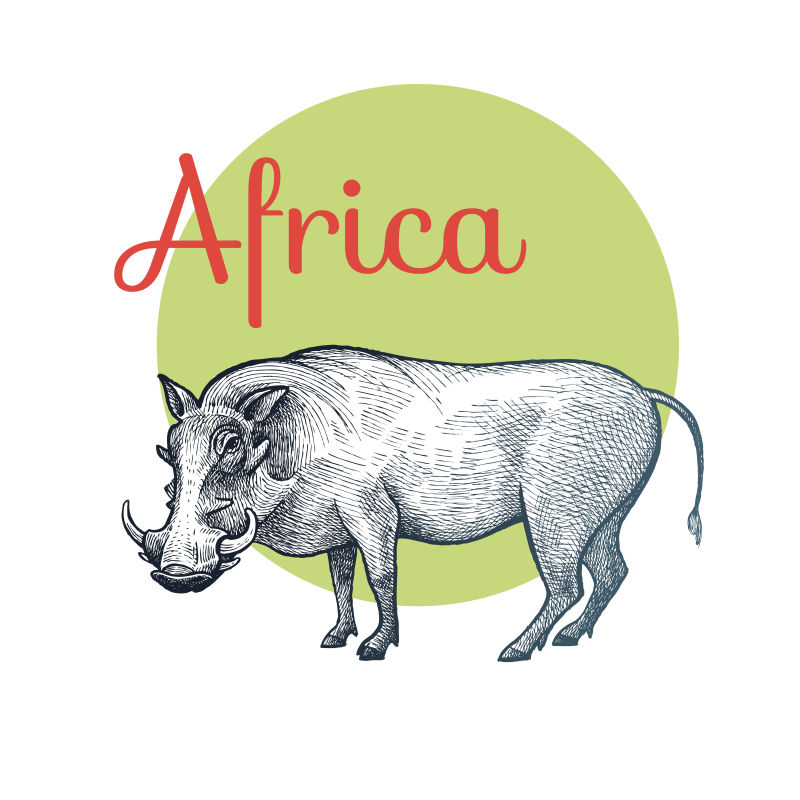 矢量非洲疣猪插图