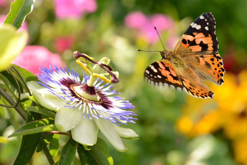 美丽蝴蝶和花朵