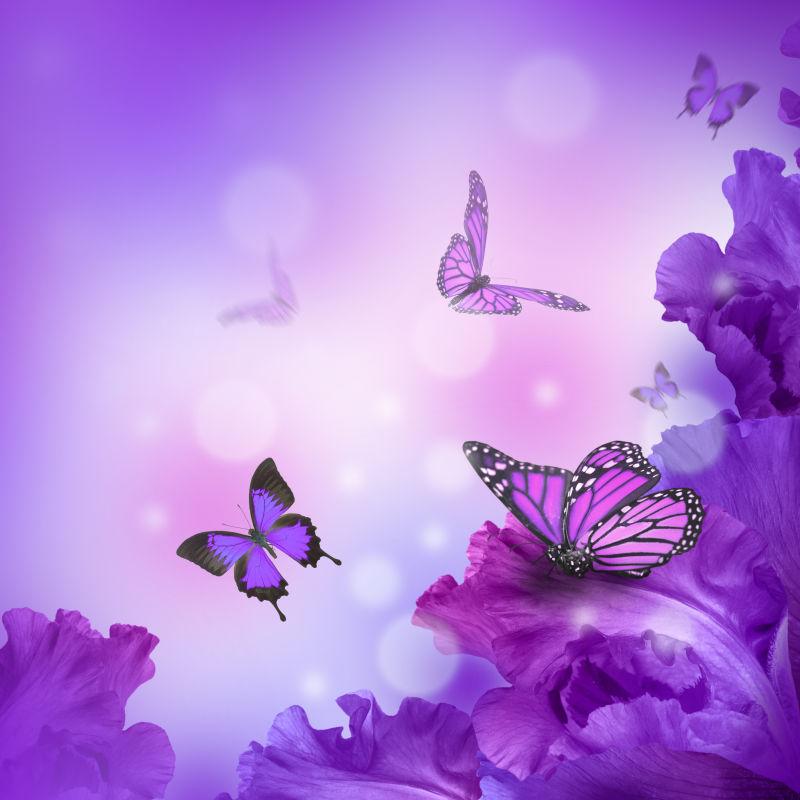 紫色背景中的鸢尾花和蝴蝶