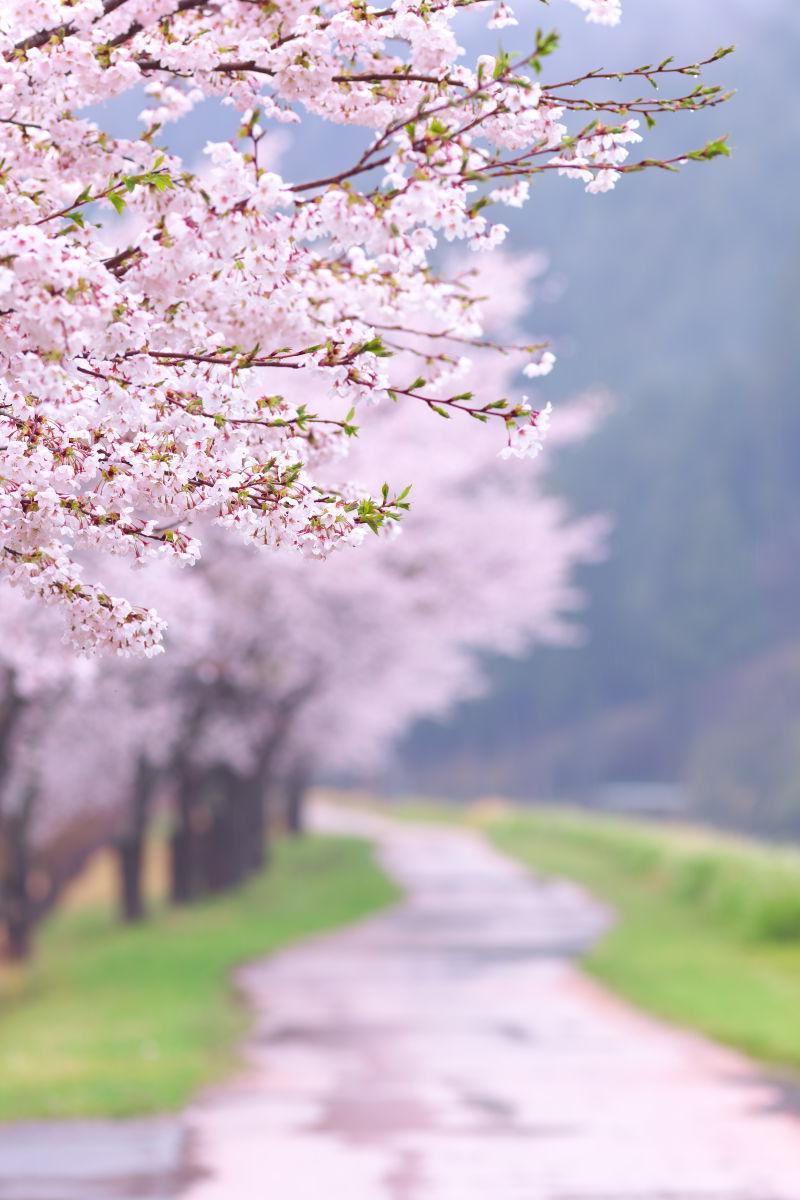 乡间小路上的樱花树
