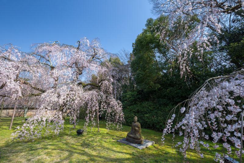 日本公园里的漂亮樱花树