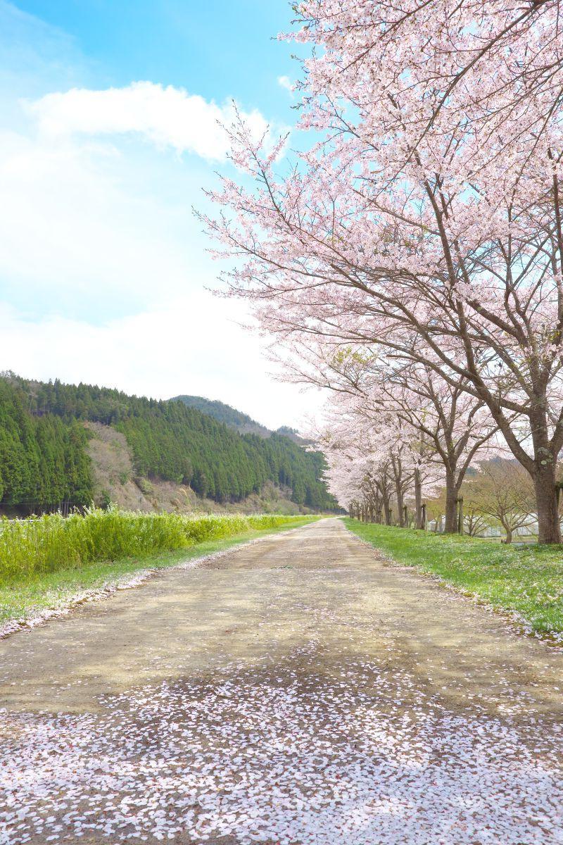 道路上的樱花树