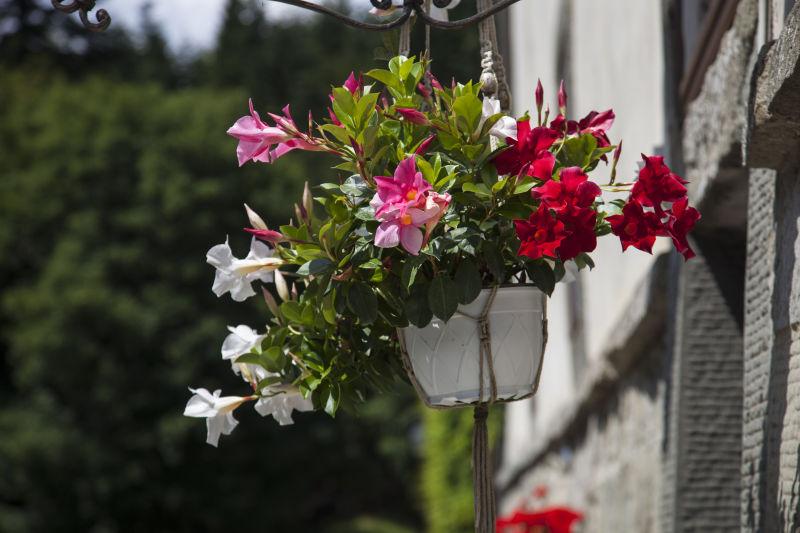吊在门前的观赏盆栽花卉