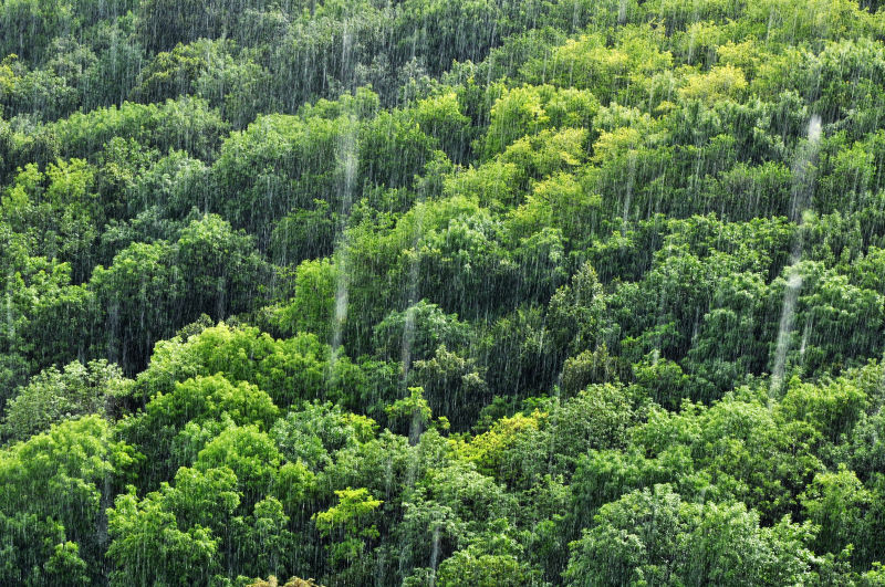 茂密的森林在下雨
