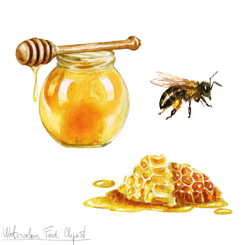 蜂蜜蜂巢蜂蜜水彩画