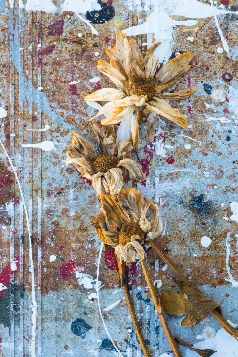 油漆背景前枯萎的菊花