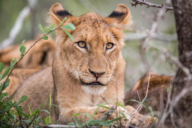 南非克鲁格国家公园的狮子幼崽