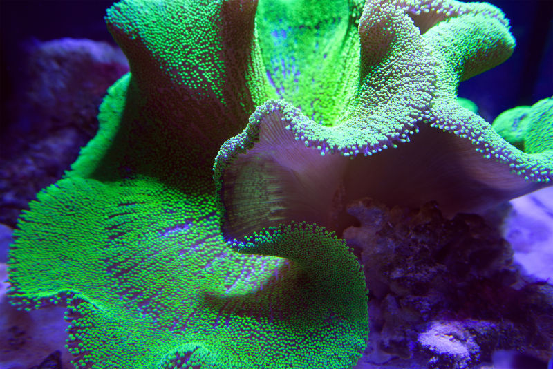超级霓虹绿色皇冠珊瑚