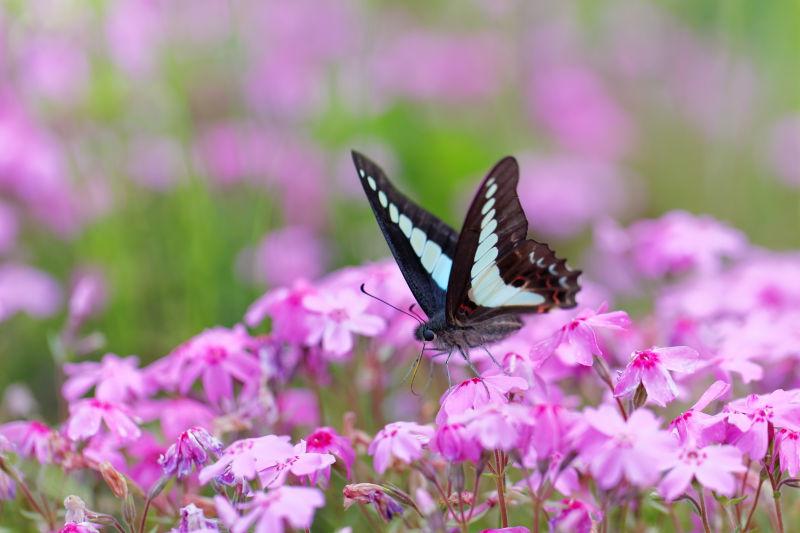 户外粉色的花上有漂亮的蝴蝶