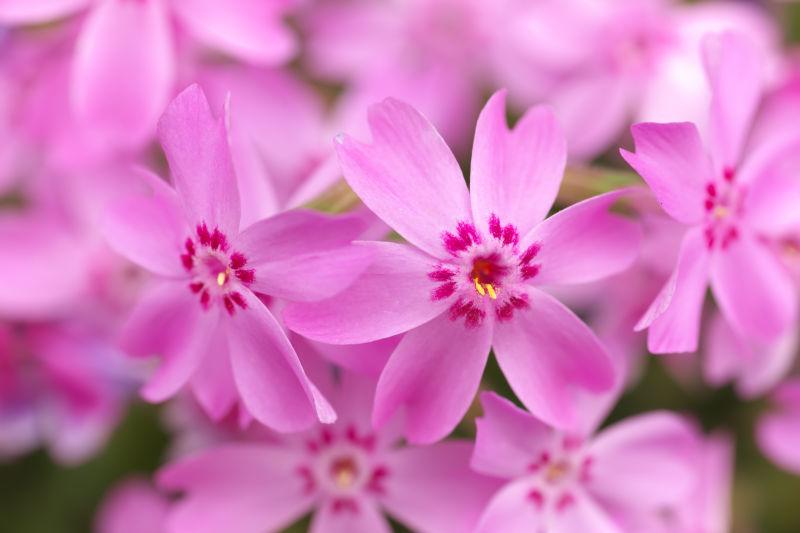 粉色漂亮的花