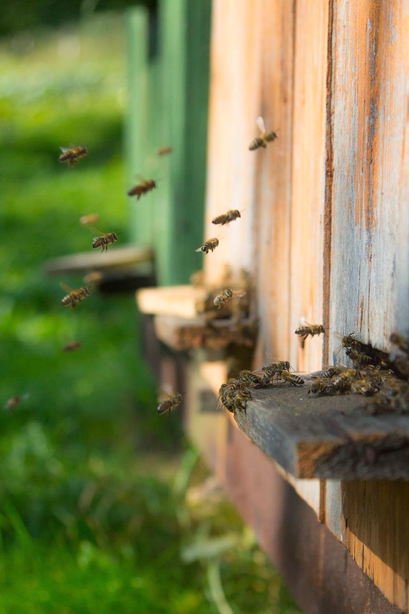 蜂房里蜂群飞向木板的摄影