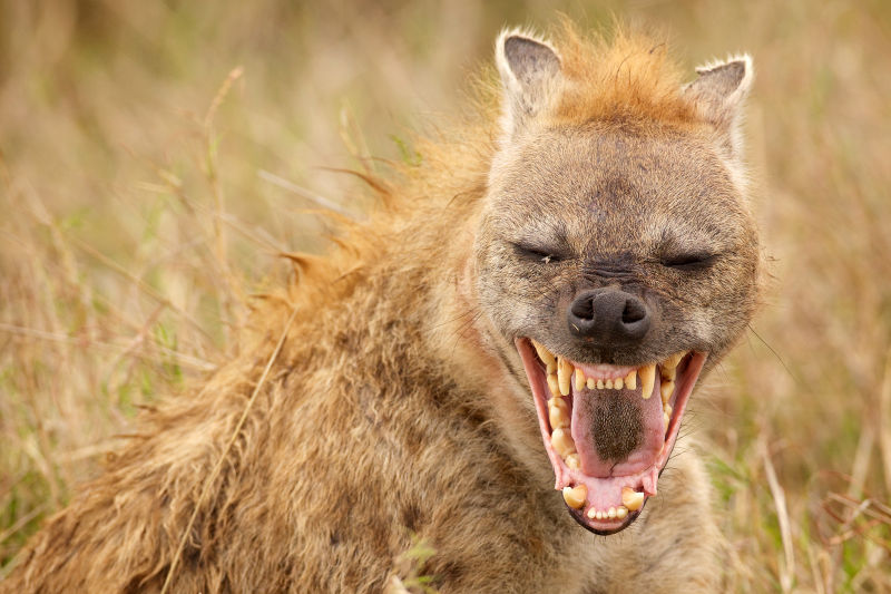动物鬣狗笑逐颜开