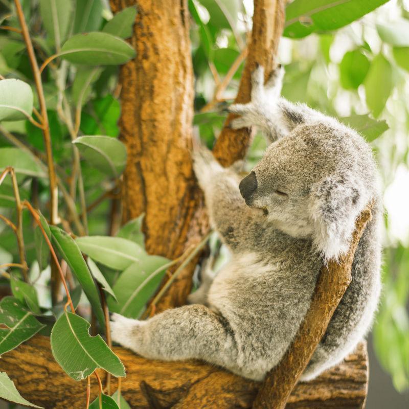 澳大利亚的考拉在树上睡觉