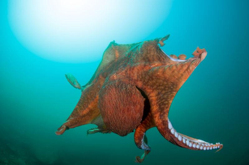 海底巨型章鱼