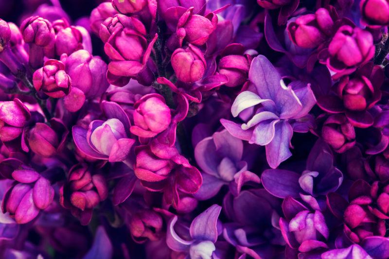 紫色的美丽丁香花