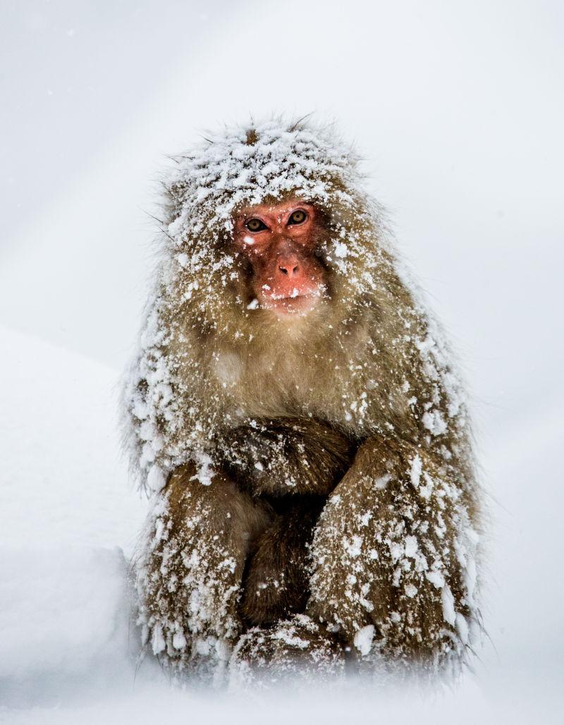 雪地里的猴子
