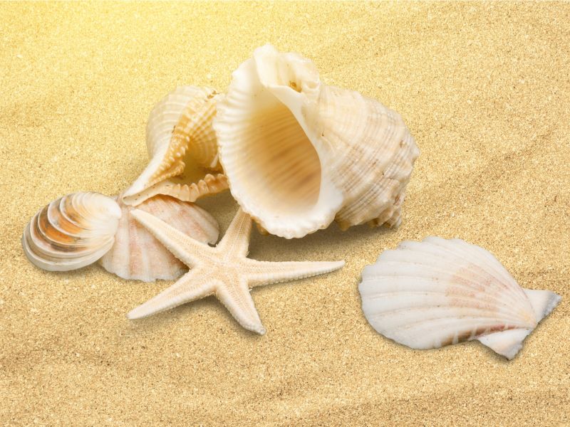黄色沙滩上的海星贝壳