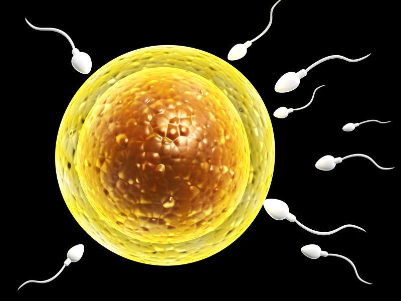 黑色背景上的卵子和精子群