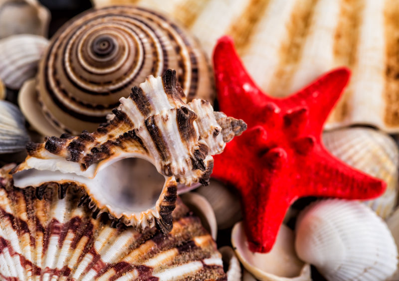 美丽的海星贝壳和海螺